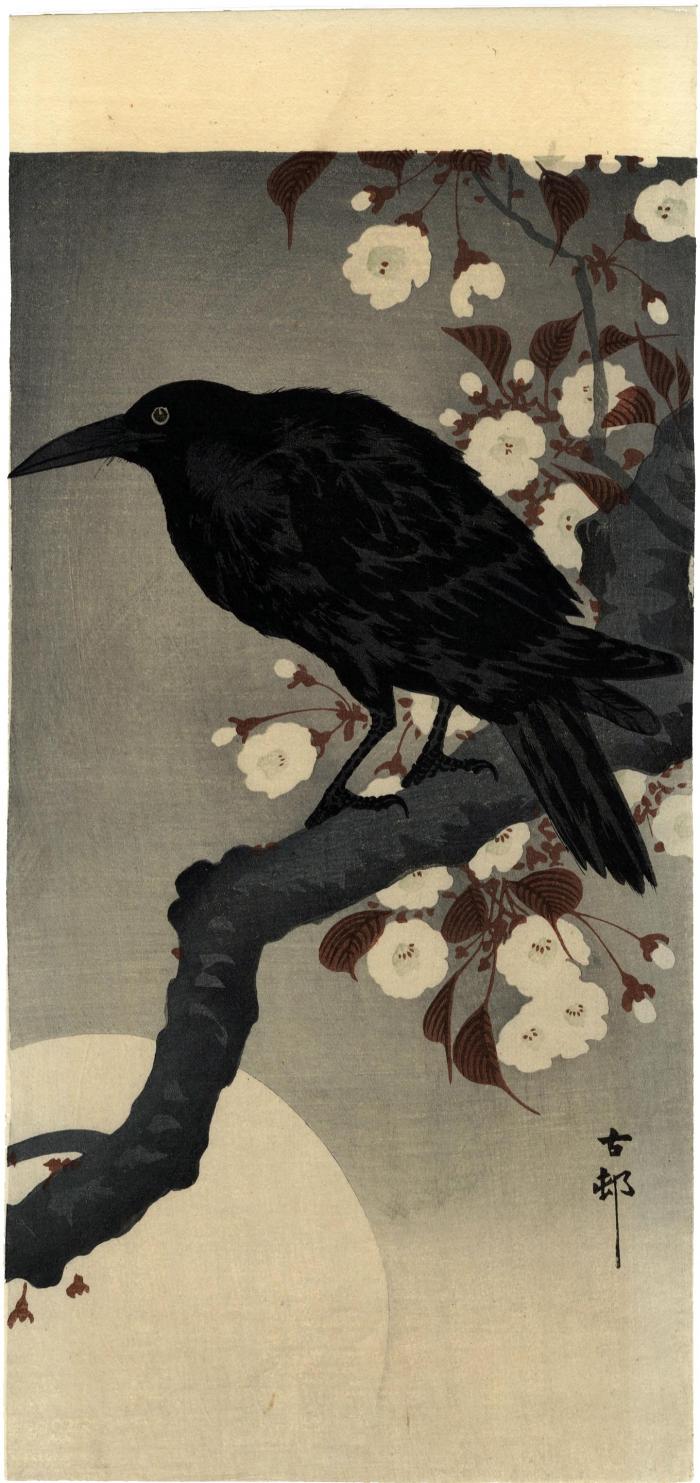 Jungle crow or <i>hashibutogarasu</i> (嘴太鴉) on cherry branch