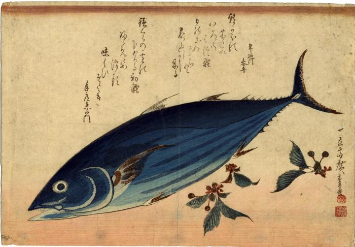 Bonito (<i>katsuo</i>) and saxifrage (<i>yukinoshita</i> [雪の下]) from an untitled series known as <i>The Large Fish</i> (<i>Uozukushi</i> [魚尽くし])
