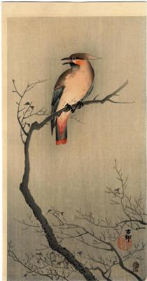 Japanese waxwing [<i>Bombycilla japonica</i> - <i>hirenjaku</i> (緋連雀) in Japanese] on branch