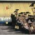 View of Ōiso (<i>Ōiso no zu</i>: 大磯之図) from the series Fifty-three Stations of the Tōkaidō Road (<i>Tōkaidō gojūsan tsugi no uchi</i>: 東海道五十三次之内)