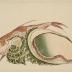 Abalone, needlefish and peach blossoms from an untitled series known as the Large Fish  (<i>Uozukushi</i> [魚尽くし]) 