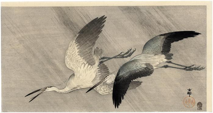 Two little egrets flying in heavy rain