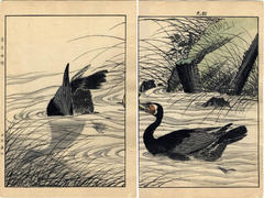 Loons in pond - <i>ehon</i> diptych from <i>Keinen kachō gafu</i> ('Album of Bird-and-Flower Pictures by Keinan' - 景年花鳥画譜)