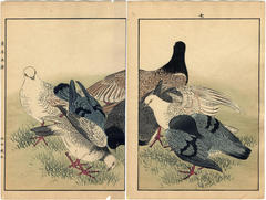Pigeons - <i>ehon</i> diptych from <i>Keinen kachō gafu</i> ('Album of Bird-and-Flower Pictures by Keinan' - 景年花鳥画譜)
