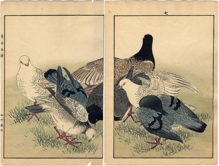 Pigeons - <i>ehon</i> diptych from <i>Keinen kachō gafu</i> ('Album of Bird-and-Flower Pictures by Keinan' - 景年花鳥画譜)