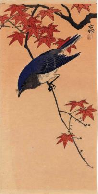 Blue-and-white flycatcher [大瑠璃: <i>ōruri</i> - おおるり] on a maple branch 