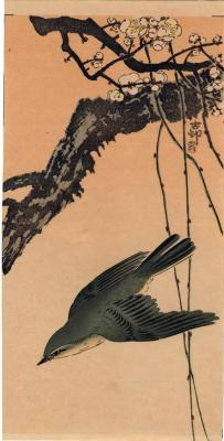 Siberian blue robin (<i>koruri</i>: 小瑠璃 - こるり) in flight